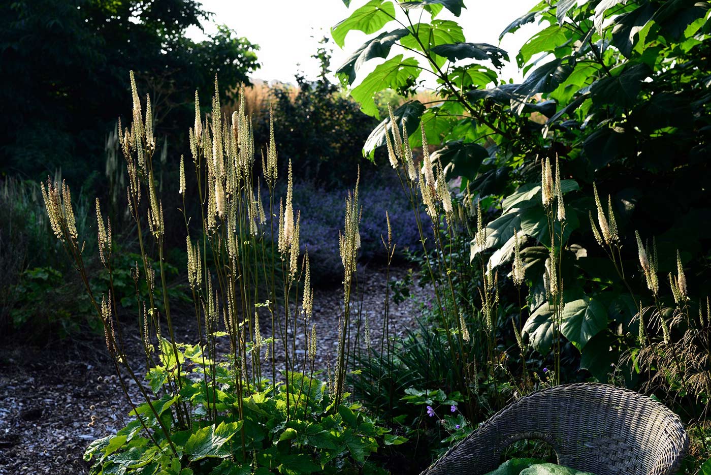 Verwirrende Vielfalt bei botanischen Pflanzennamen:
Actaea cordifolia 'Blickfang', 
syn. Cimicifuga racemosa var. cordifolia  'Blickfang', 
syn. Actaea podocarpa 'Blickfang', 
syn. Cimicifuga cordifolia 'Blickfang'