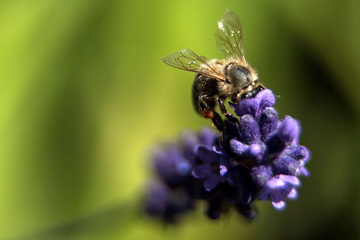 Lavendula angustifolia, Echter Lavendel
FOTO: © Torsten Matschiess