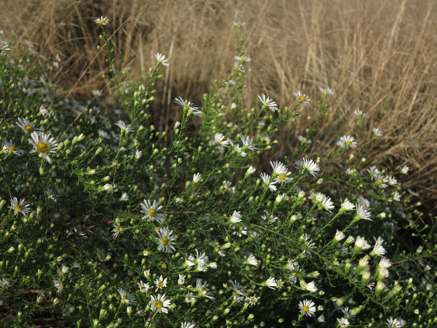 Symphyotrichum pilosum var. pringlei