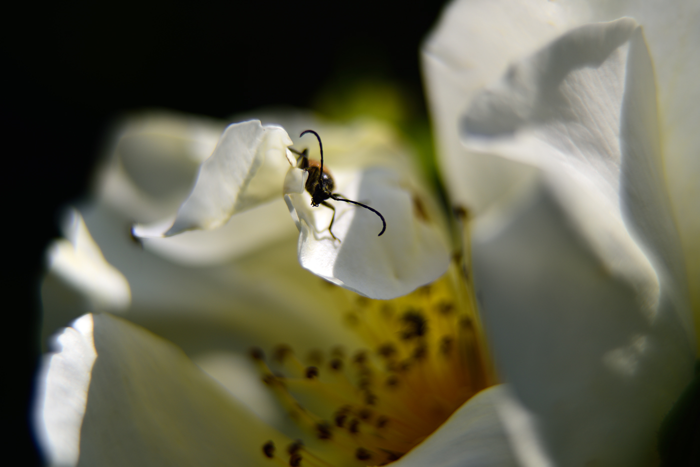 Rosa Golden Wings