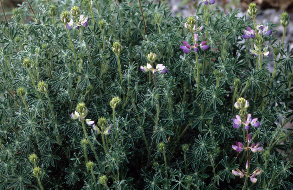 Lupinus chamissonis, die Kalifornische Lupine ist viel zu selten in Gärtnereien anzufreffen.