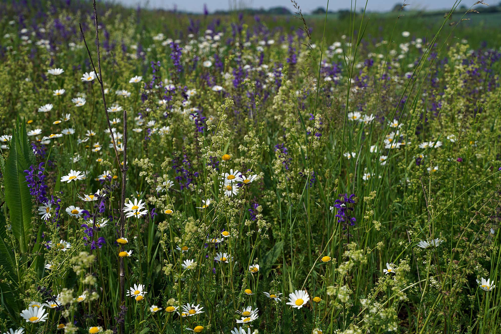 Die Ausgeglichenen unter sich. CSR-Pflanzen erneuern sich durch die Mahd und bilden zusammen mit Performern blumenreiche Bestände. (Foto: Till Hofmann) Die Ausgeglichenen unter sich. CSR-Pflanzen erneuern sich durch die Mahd und bilden zusammen mit Performern blumenreiche Bestände. (Foto: Till Hofmann)