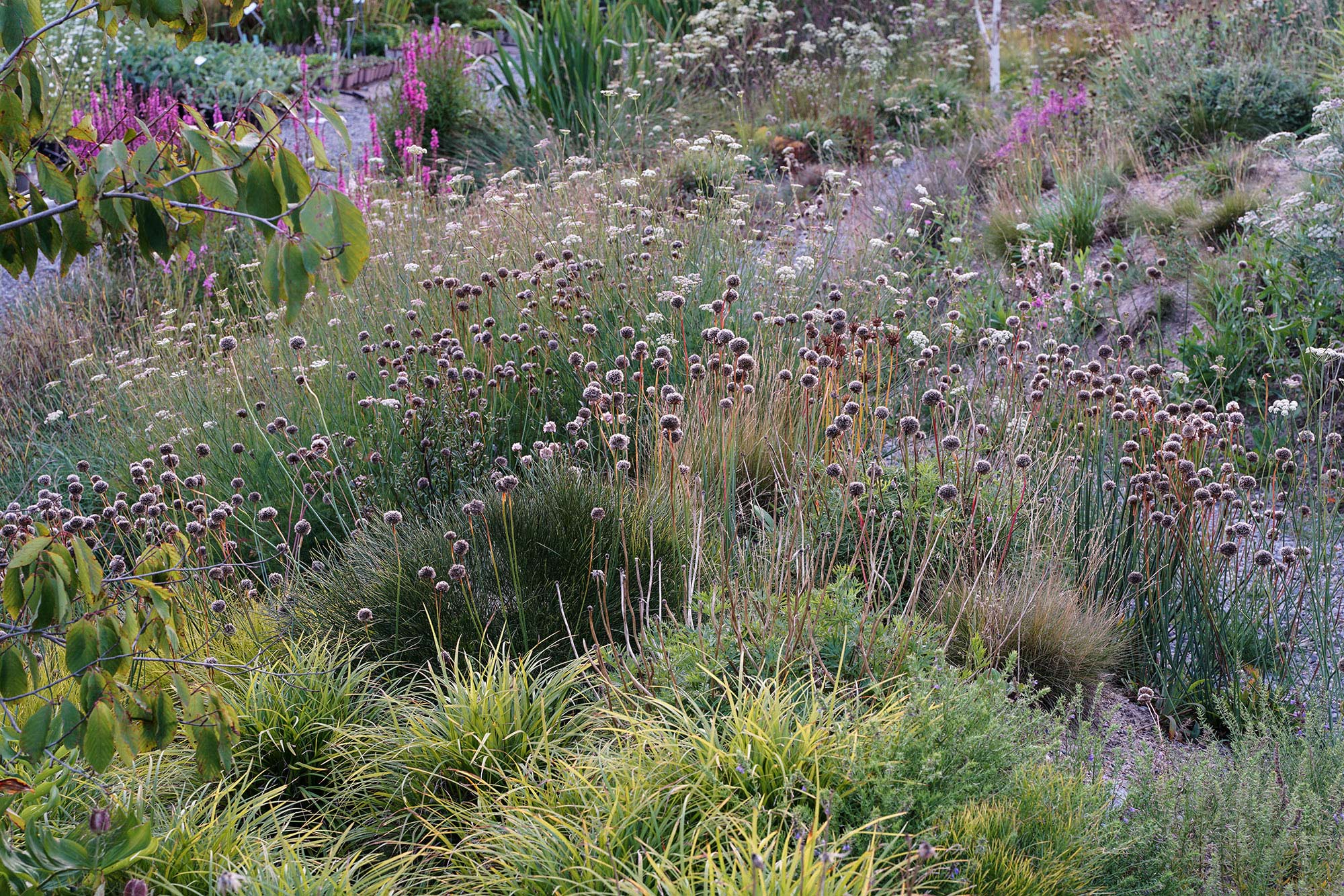 Mit Spezialisten für extreme Standorte (S-CS) lassen sich niedrige und dauerhafte Wiesen kreieren. Hier Armeria latifolia (S), Carex digitata und Seseli montanum. Mit Spezialisten für extreme Standorte (S-CS) lassen sich niedrige und dauerhafte Wiesen kreieren. Hier Armeria latifolia (S), Carex digitata und Seseli montanum.