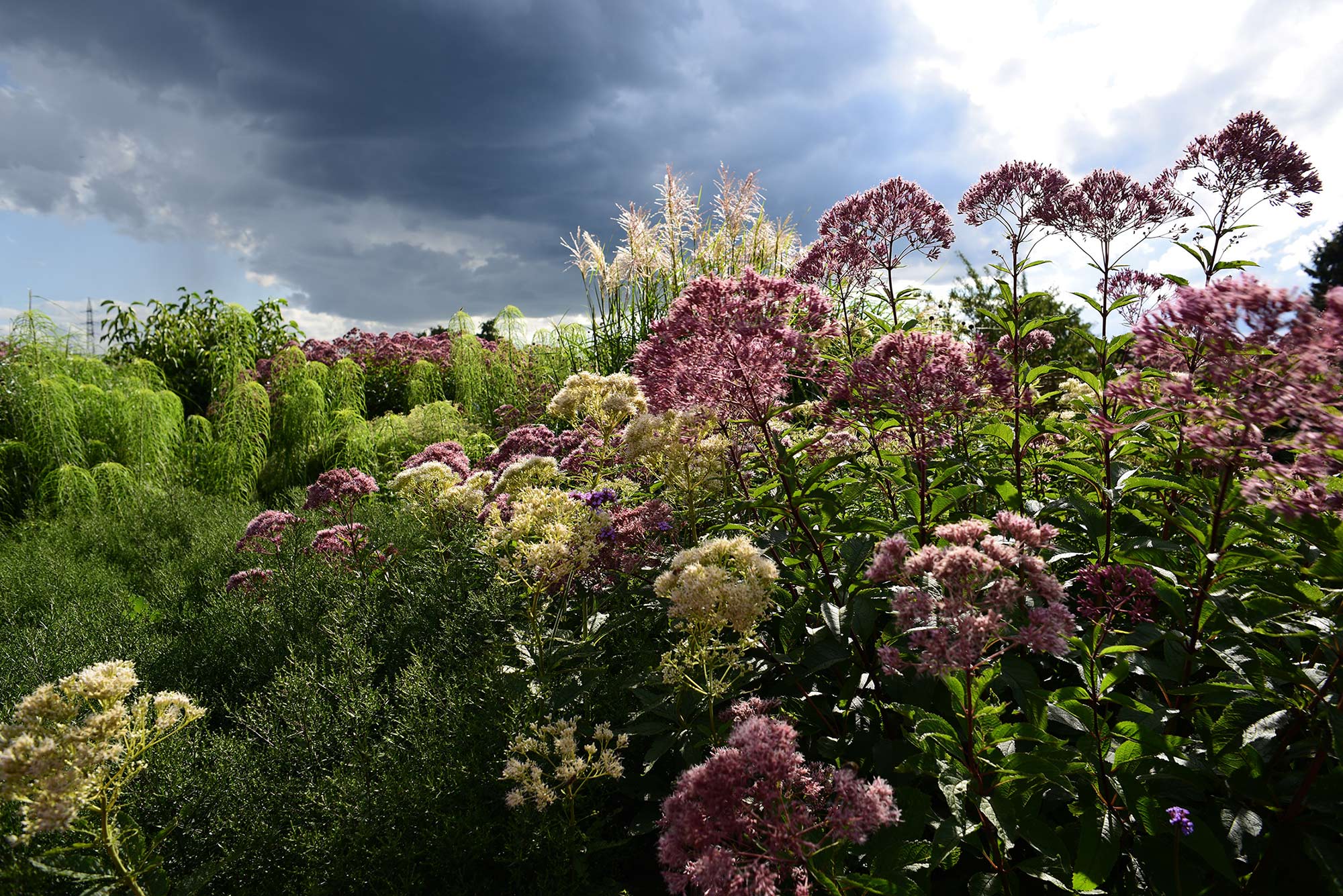 Ein Treffen der Platzhirsche (C) Heliantus salicifolius, Miscanthus sinensis ‘Haiku’ und Eutrochium fistulosum ‘Album’, ‘Glutball’ und deren Sämlinge auf einer frischen Freifläche. Ein Treffen der Platzhirsche (C) Heliantus salicifolius, Miscanthus sinensis ‘Haiku’ und Eutrochium fistulosum ‘Album’, ‘Glutball’ und deren Sämlinge auf einer frischen Freifläche.