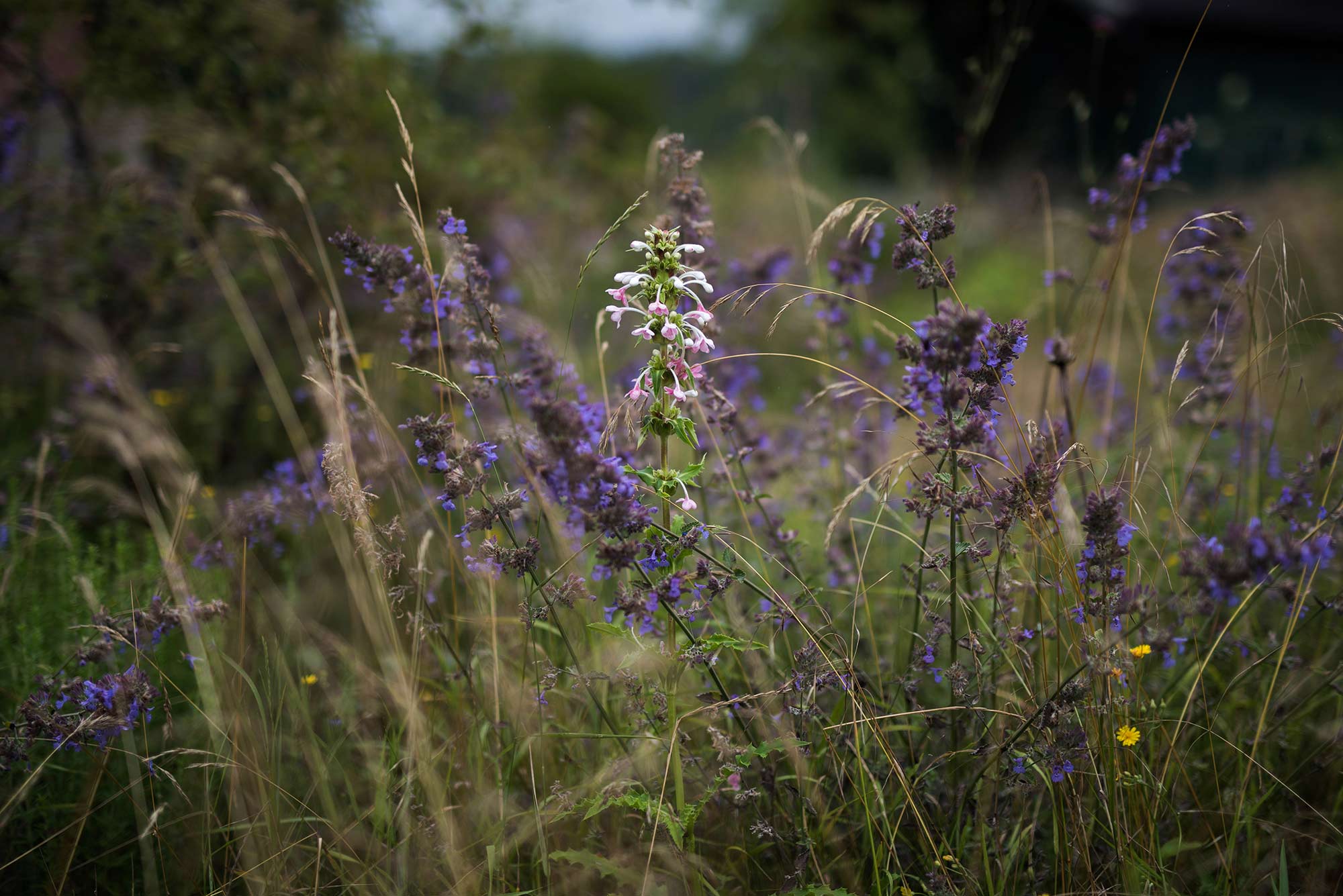 Performer (CR) Morina longifolia und die Ausgeglichene (CSR) Nepeta × faassenii ’Walker’s Low’ in dieser mit Stauden bepflanzten Wiese auf sandigem Boden von heimischen Gräsern (Foto: Torsten Matschiess) Performer (CR) Morina longifolia und die Ausgeglichene (CSR) Nepeta × faassenii ’Walker’s Low’ in dieser mit Stauden bepflanzten Wiese auf sandigem Boden von heimischen Gräsern (Foto: Torsten Matschiess)