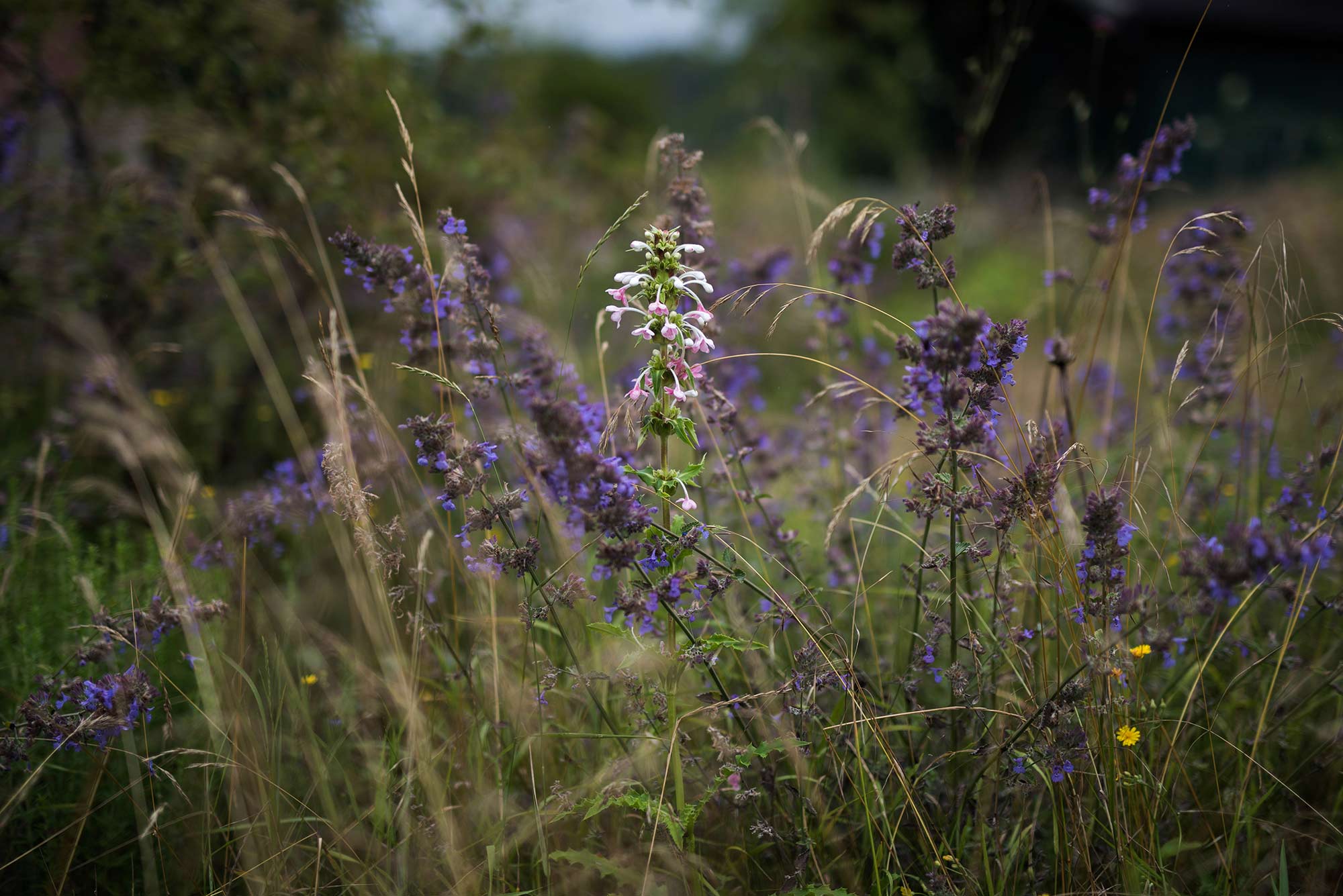 Eine Staudenwiese mit Morina longifolia