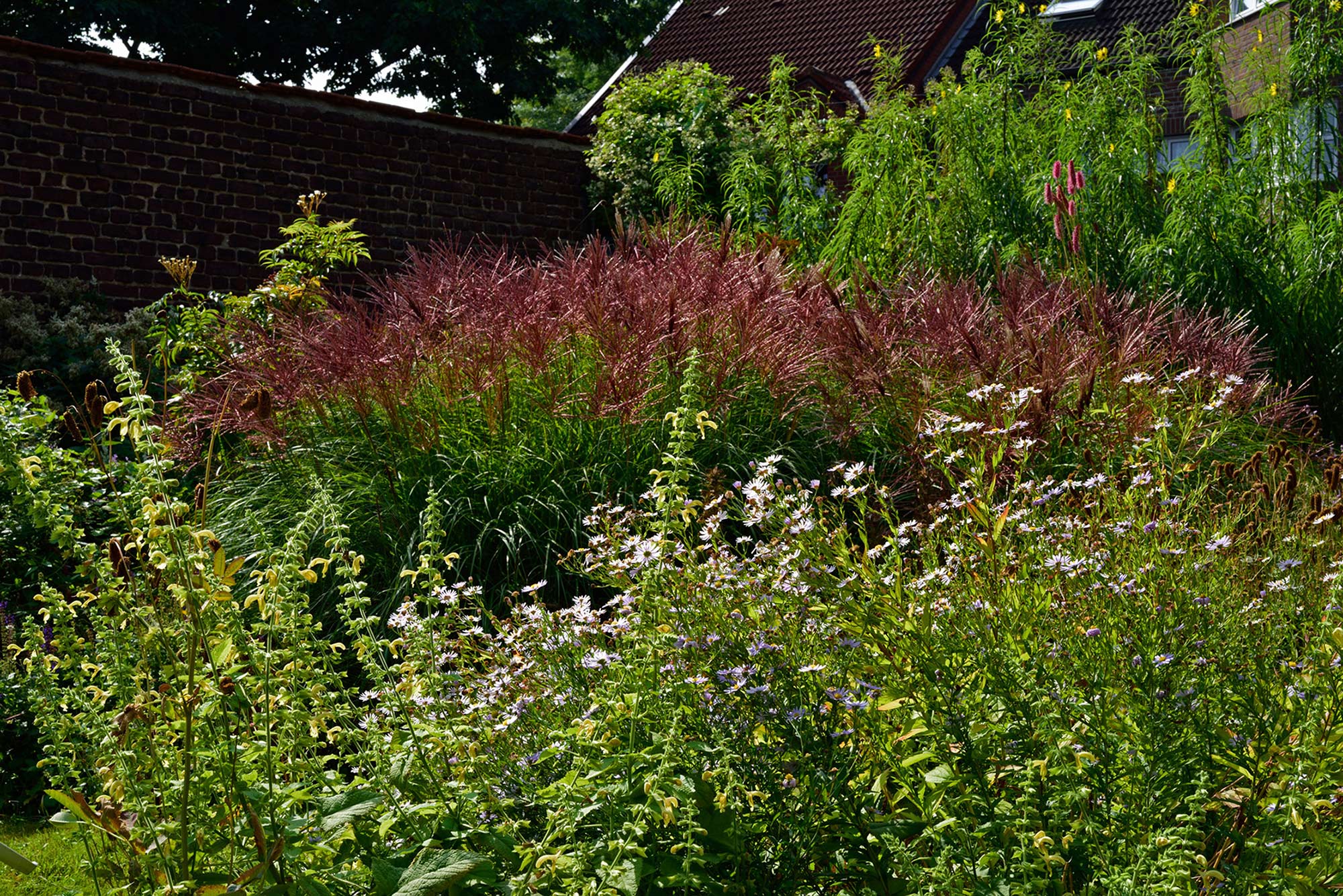 Im völlig mit Giersch durchsetzten Garten benötigen wir schneckenresistente Platzhirsche (C) Aconogonon sp. ‘Johanniswolke’, Miscanthus sinensis ‘Red Chief’ und Helianthus salicifolius var. orgyalis, Performer (CR) Kalimeris incisa und Nachhaltige Performer (C-CR) Sanguisorba-Hybride ‘Blackthorn’ und Ausgeglichene für die Fläche (C-CSR) wie Salvia glutinosa. Im völlig mit Giersch durchsetzten Garten benötigen wir schneckenresistente Platzhirsche (C) Aconogonon sp. ‘Johanniswolke’, Miscanthus sinensis ‘Red Chief’ und Helianthus salicifolius var. orgyalis, Performer (CR) Kalimeris incisa und Nachhaltige Performer (C-CR) Sanguisorba-Hybride ‘Blackthorn’ und Ausgeglichene für die Fläche (C-CSR) wie Salvia glutinosa.