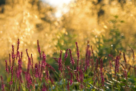 Impression einer Gartengestaltung