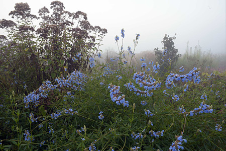 Impression einer Gartengestaltung