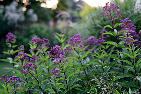 Impression einer Gartengestaltung