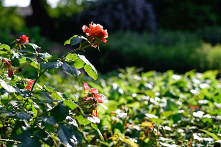 Impression einer Gartengestaltung