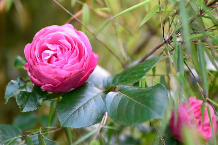 Impression einer Gartengestaltung