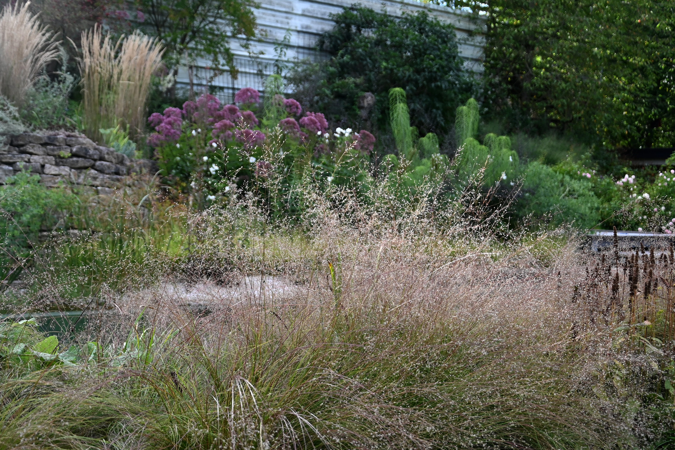 Tautropfengras am Pool mit Röhrigem Wasserdost und Hippie-Blumen im Hintergrund. - Pflanzplanung in Thalbürgel