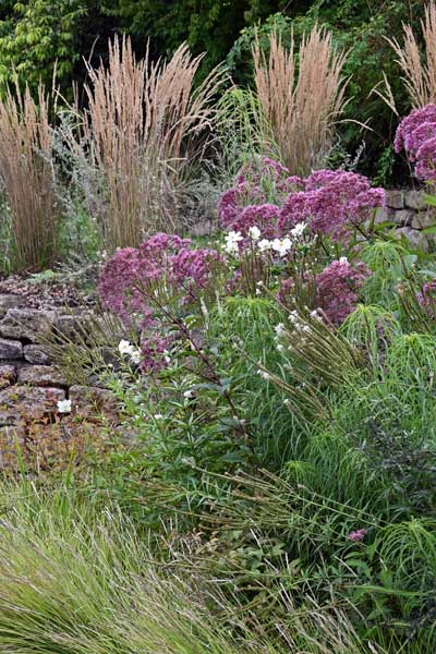 Garten-Reitgras auf Mauerkrone