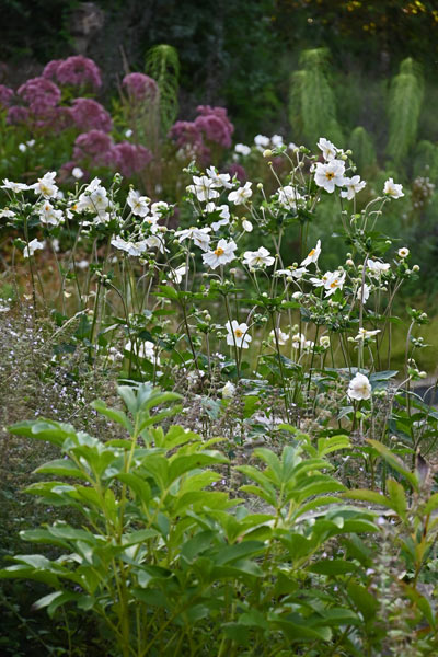 Eriocapitella japonica 'Honorine Jobert'