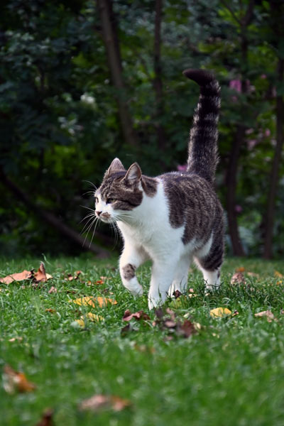 Die Katze sagt: Also, botanische Namen werde ich nicht mehr lernen!