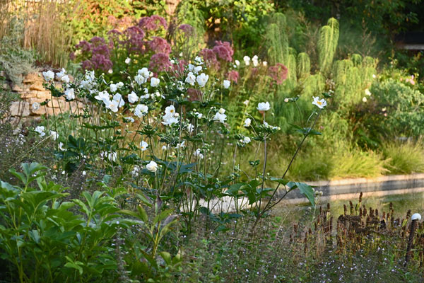 Die Japanische Herbst-Anemone überragt nun die Frühjahrs- und Sommerblüher, während im Hintergrund Röhriger Wasserdost und Weidenblättrige Sonnenblume leuchten.