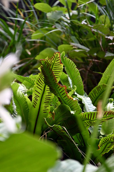 Hirschzungenfarn (Phyllitis scolopendrium) hat sich unter der Walnuss gut etabliert.