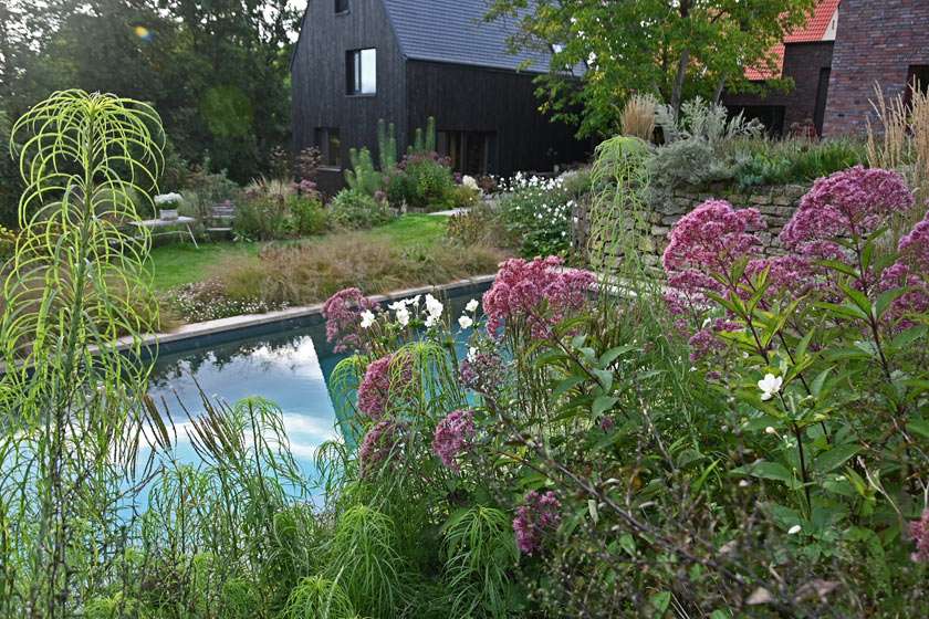 Die Weidenblättrige Sonnenblume (Helianthus salicifolius) neigt zum Lagern, bleibt dabei aber immer anmutig. Hier bildet sie eine schöne Verbindung zum Haus.
