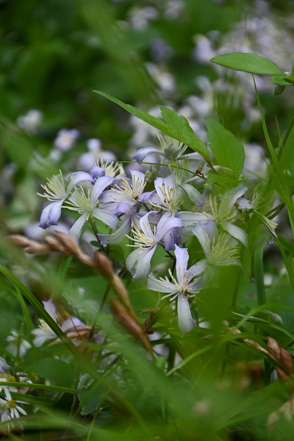 Clematis ×jouiniana 'Praecox'