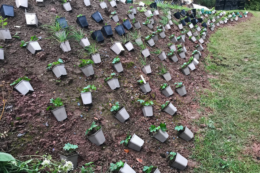 Stauden werden vor dem Einpflanzen im Beet positioniert – wichtiger Arbeitsschritt der Gartengestaltung.