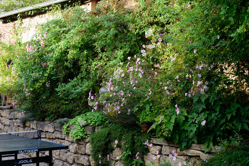 Eriocapitella japonica 'Honorine Jobert' und Thymus longicaulis subsp. odoratus haben sich in den Fugen der Trockenmauer etabliert.