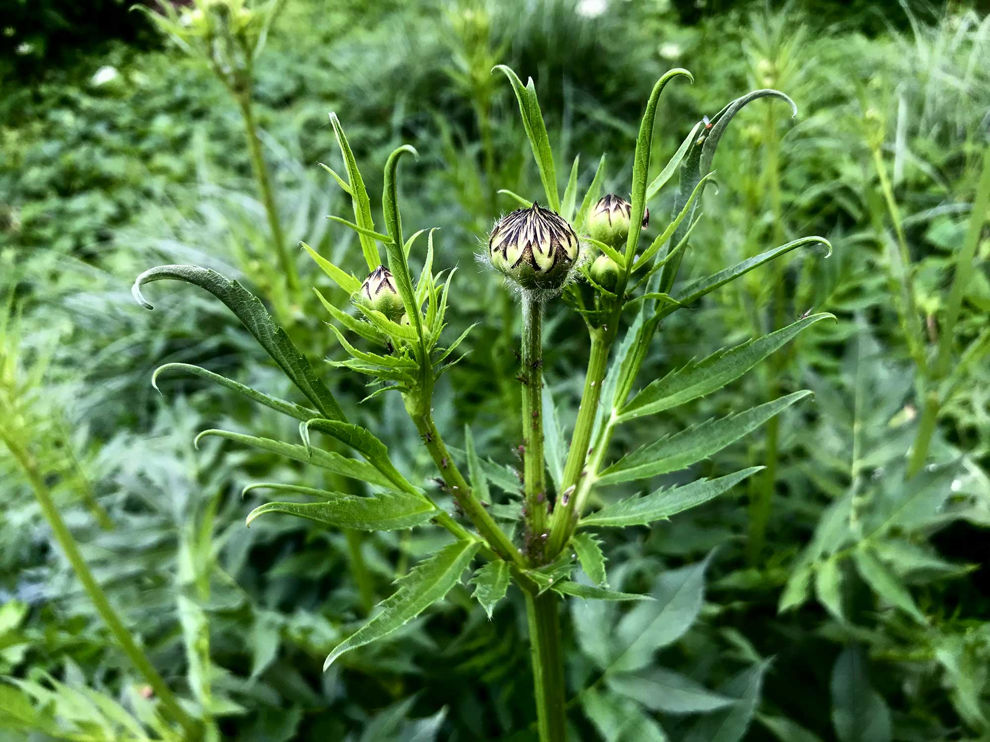 Riesen-Schuppenknopf (Cephalaria gigantea) ist ein nachhaltiver Performer für sonnige frische und wechselfeuchte Standortekann.