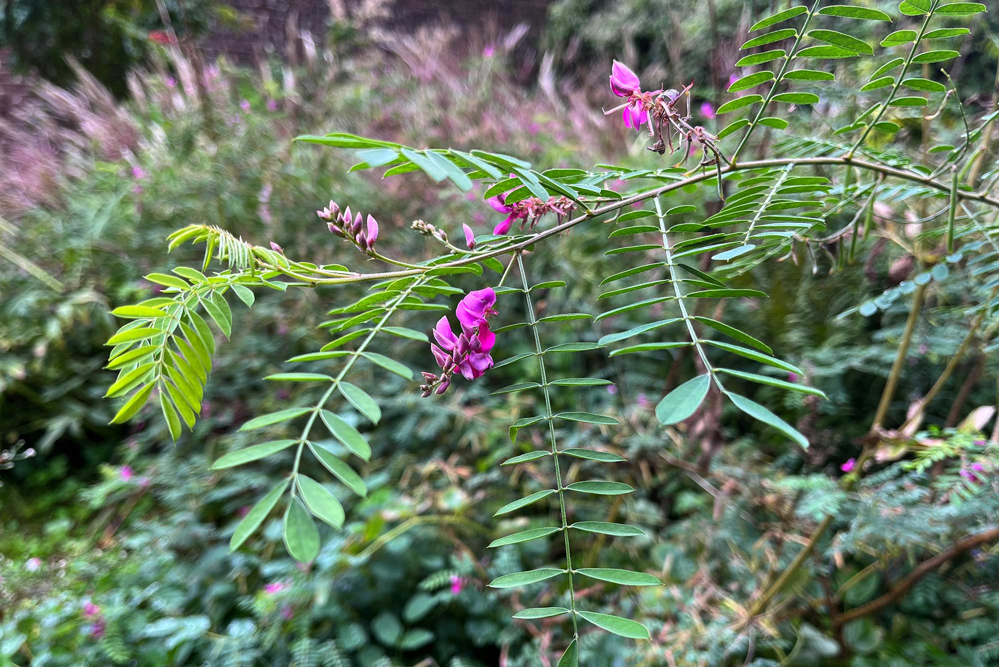 Viele Arten und Sorten der Gattung Indigofera sind gartenwürdig, wie hier der Himalaya-Indigostrauch (Indigofera heterantha).