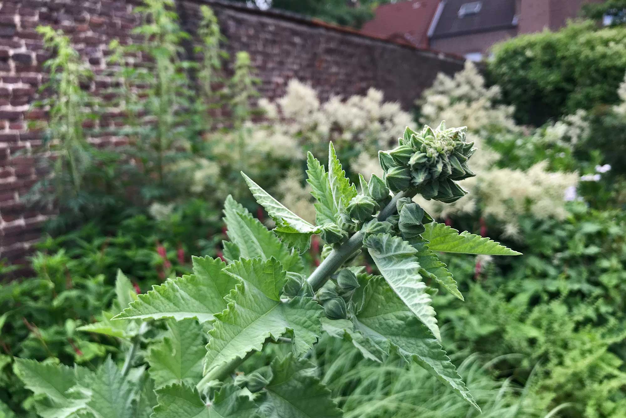 Die Bastardmalve 'Parkfrieden' (×Alcalthaea suffrutescens 'Parkfrieden') kurz vor der Blüte.