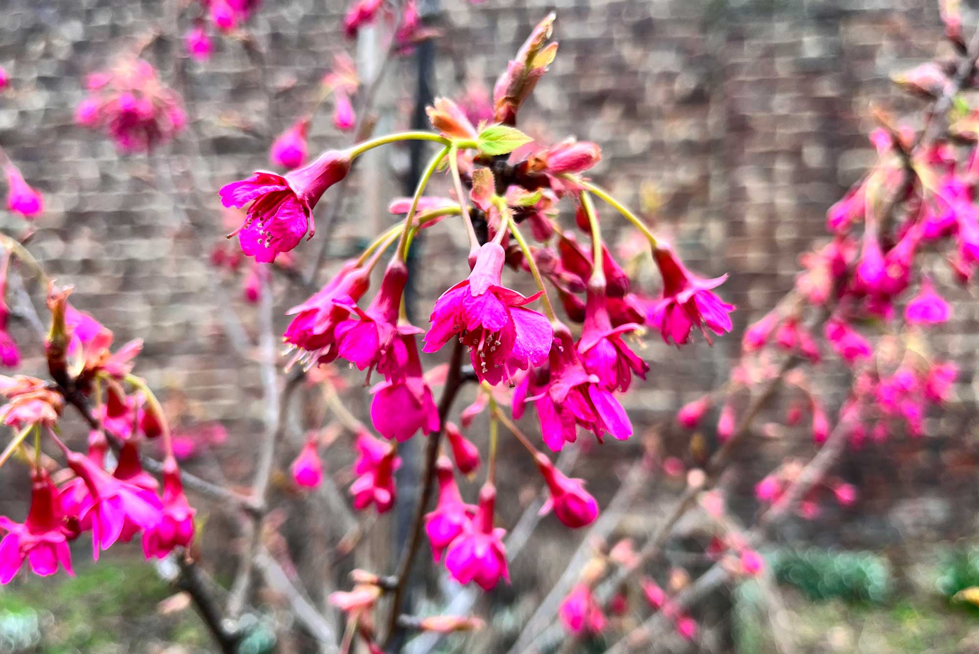 An einem geschützten Standort im Garten gedeiht die Taiwan-Kirsche (Prunus campanulata). Sie blüht bereits im Februar.