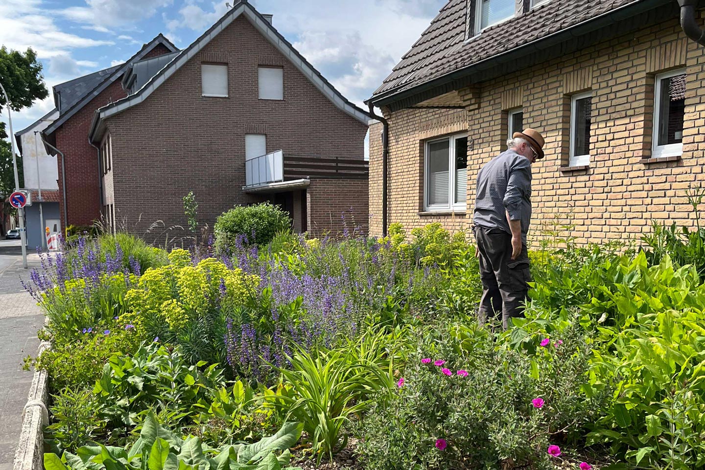 Vorgarten, ehemals Schotterfeld, jetzt bepflanzt mit Stauden; minimaler Pflegeaufwand, Rückschnitt mit Rasenmäher