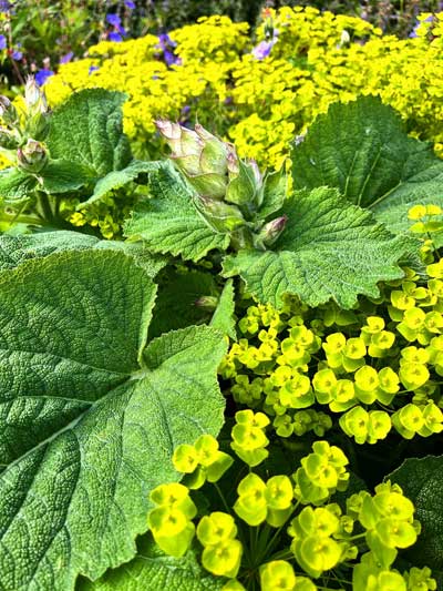Blütenknospen vom Muskatellersalbei (Salvia sclarea) in Steppen-Wolfsmilch