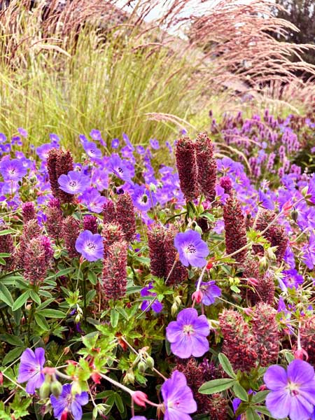 Storchschnabel (Geranium wallichianum 'Jolly Bee') und Purpurklee (Trifolium rubens 'Peach Pink')