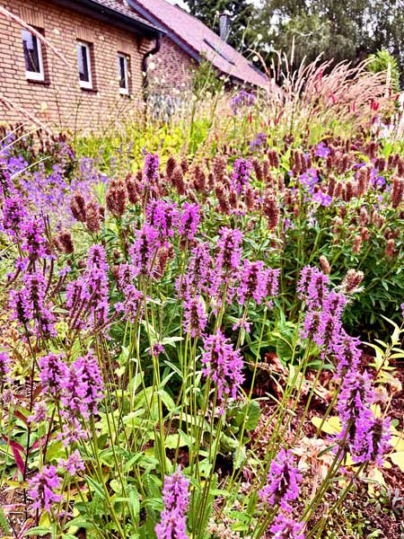 Kerzenknöterich vor Riesen-Federgras Ende August in einer naturalistischen Beetpanung ohne großen Pflegebedarf.