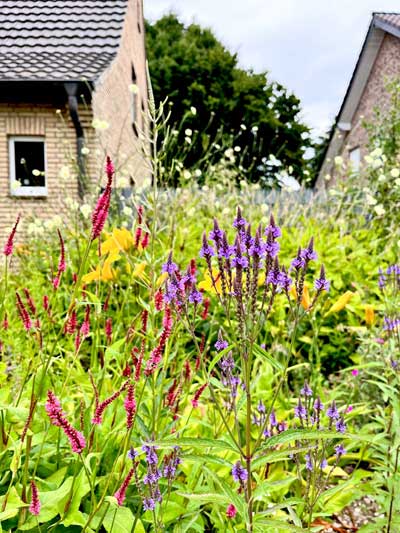 Lanzen-Eisenkraut (Verbena Hastata)