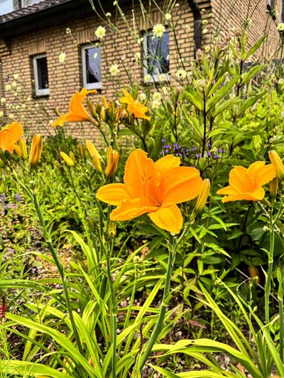Taglilie (Hemerocallis-Hybride 'Alster Gemüsegarten')