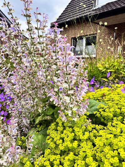 Blühender Muskatellersalbei (Salvia sclarea) in Steppen-Wolfsmilch
