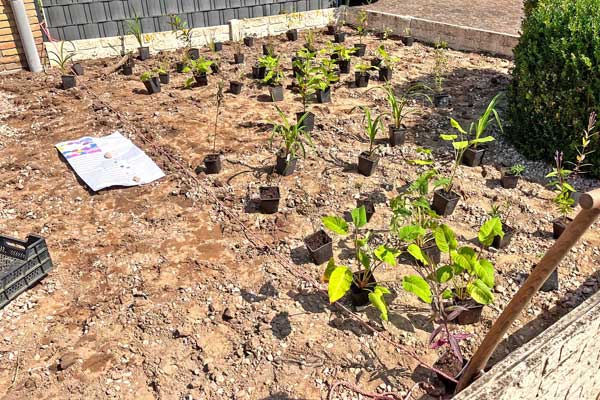 Schritt für Schritt entsteht das geplante Bild: die Aufstellung der Stauden nach Pflanzplan.