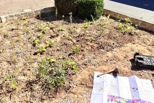 Mit dem Pflanzbeil werden die platzierten Stauden in den gelockerten Boden gepflanzt.