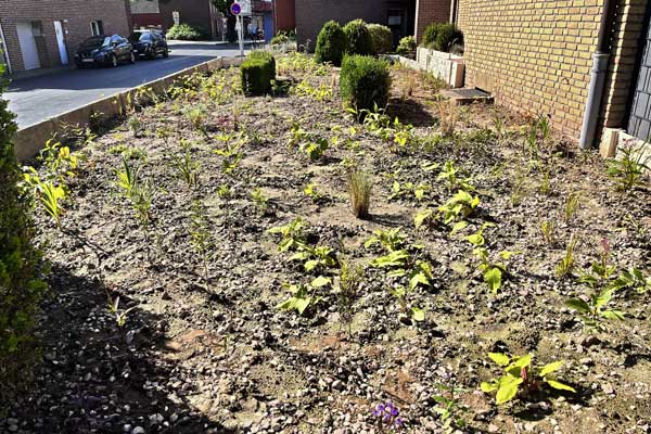 Der Kalksteinschotter wird zwei Spaten tief eingearbeitet. Er lockert den Boden auf, magert ihn ab und schafft so ideale Bedingungen für Stauden, die Sommerstress tolerieren.