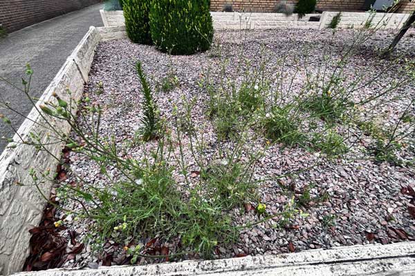 Problem: Mit den Jahren haben sich zahlreiche Wildkräuter eingefunden, die zur Attraktivität des Gartens wenig beitrugen.