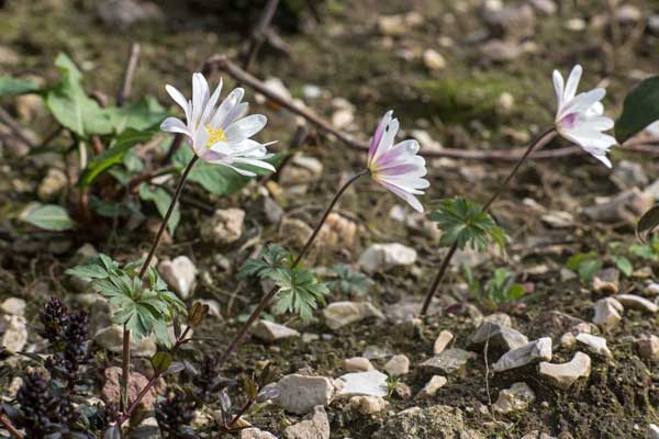 Die Folie muss vollständig entfernt werden, da sie durch Bodenbewegungen zunehmend zerfällt. Am Ende bleibt Mikroplastik zurück, das ins Trinkwasser gelangen kann.