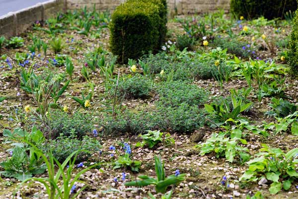 1. Jahr: Sibirischer Blaustern (Scilla Siberica), Gefüllte Narzisse (Narcissus minor var. pumilus 'Rip van Winkle') und erste Tulpen