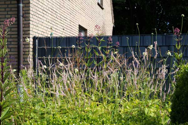 Im ersten Jahr legt der hohe weiße Kerzenknöterich (Bistorta amplexicaulis 'Fat White') bereits ordertlich los, während Riesen-Schuppenkopf (Cephalaria gigantea) und Röhriger Wasserdost (Eutrochium fistulosum) noch etwas schüchtern sind.