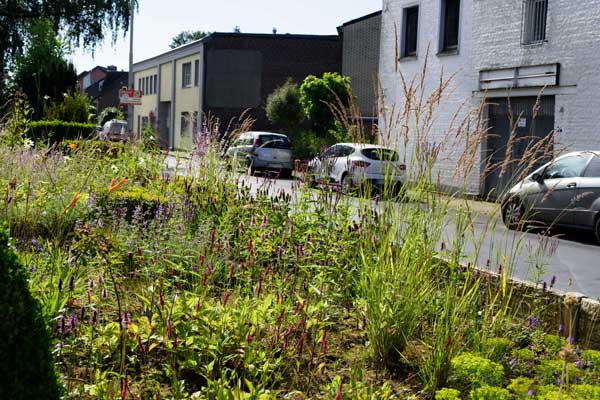 Im ersten Jahr wirkt die Pflanzung in ihrer Gesamtheit noch durchlässig – doch die künftigen Strukturen sind bereits gut zu erkennen.