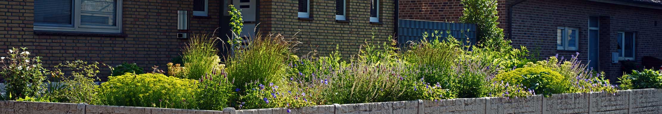 Der Garten im Mai des zweiten Jahres: Drei größere Buchsbäume wurden inzwischen durch einen Judasbaum, eine Zaubernuss und einen Himalaya-Indigostrauch ersetzt. Zwei Buchshecken wichen zudem einer Reihe von Rosa moschata 'Plaisanterie' sowie einer Gruppe von Fackellilien.