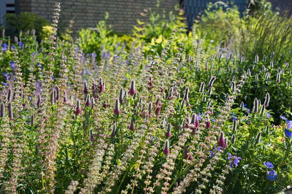 Purpurklee (Trifolium rubens 'Peach Pink') und Wiesensalbei (Salvia pratensis) nach der ersten Blüte