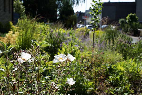 Die Lorbeerblättrige Cistrose (Cistus laurifolius) wurde bewusst als Ersatz für einen der Buchsbäume gewählt – sie gilt am Niederrhein als ausreichend winterhart.