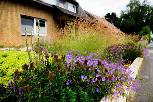 Steppen-Wolfsmilch (Euphorbia seguieriana ssp. niciciana), Österreich-Königskerze (Verbascum chaixii f. album) hinter den verblüten Samenständen vom Purpurklee (Trifolium rubens ‚Peach Pink'), Storchschnabel (Geranium wallichianum 'Jolly Bee') und im Hintergrund das Berg-Reitgras (Calamagrostis varia)