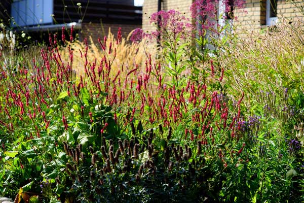Kerzenknöterich (Bistorta amplexicaulis 'Atropurpurea'), Röhriger Wasserdost (Eutrochium fistulosum) und der weiße Kerzenknöterich (Bistorta amplexicaulis 'Fat White')